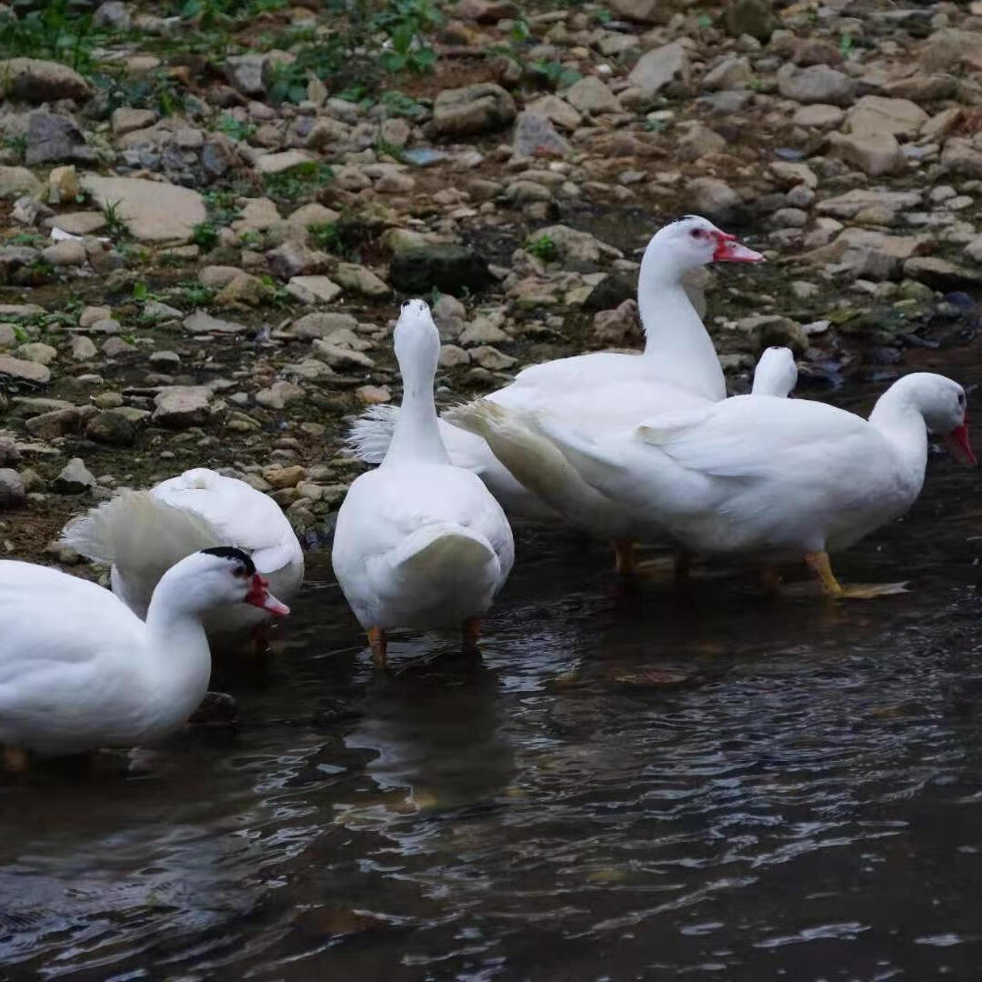 农家半年番鸭下单现杀新鲜白番鸭土鸭 整只江浙沪皖 杀好净重8斤