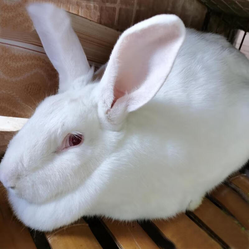 活体兔子家养幼兔苗可繁殖肉兔子活物包活小白兔小兔子苗可长18斤