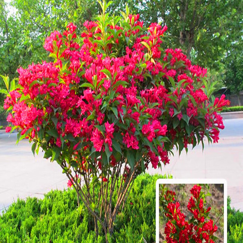 五彩錦帶花樹種子庭院綠化樹種紅王子錦帶花葉錦帶盆栽植物樹狀錦帶