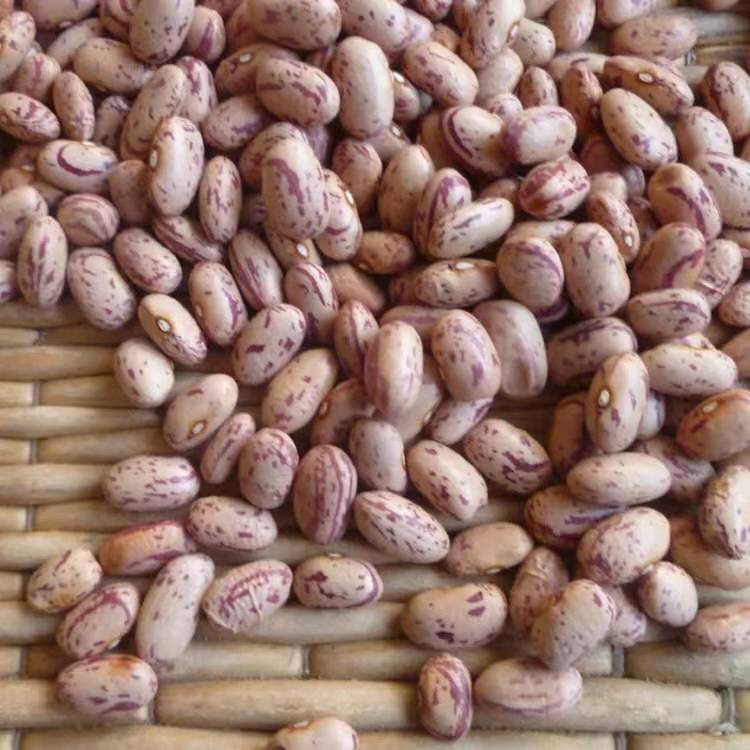 东北白花饭豆农家特色奶花芸豆新豆豆馅粥豆焖饭豆食用豆2斤