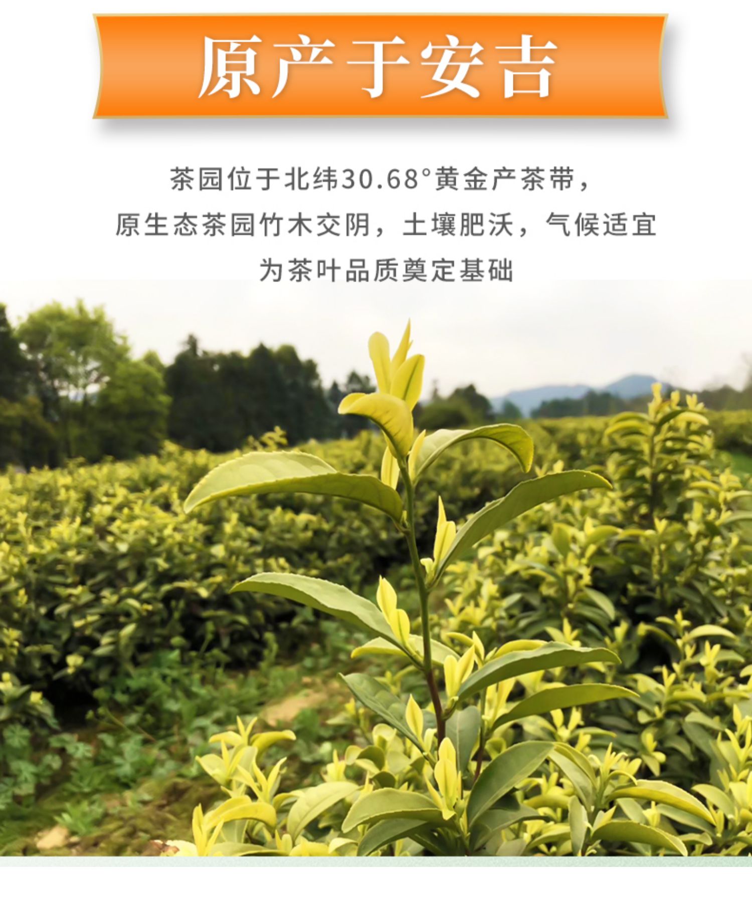 茶叶礼盒装2021新茶黄金叶绿茶茶叶250g玉膳房