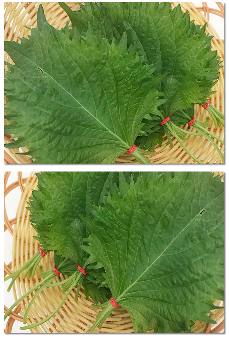 顺丰新鲜紫苏叶苏子叶日本大叶寿司叶日式韩国包烧烤香料40片1盒