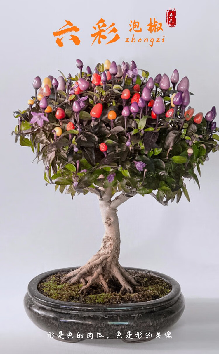 广西七彩泡椒种子七彩椒六彩观赏辣椒苗五彩辣椒适合腌渍盆栽蔬菜春季