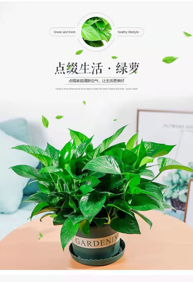 盆栽室内植物水培大叶绿箩绿植家用花卉 180#绿加仑盆自吸2盆 2肥料