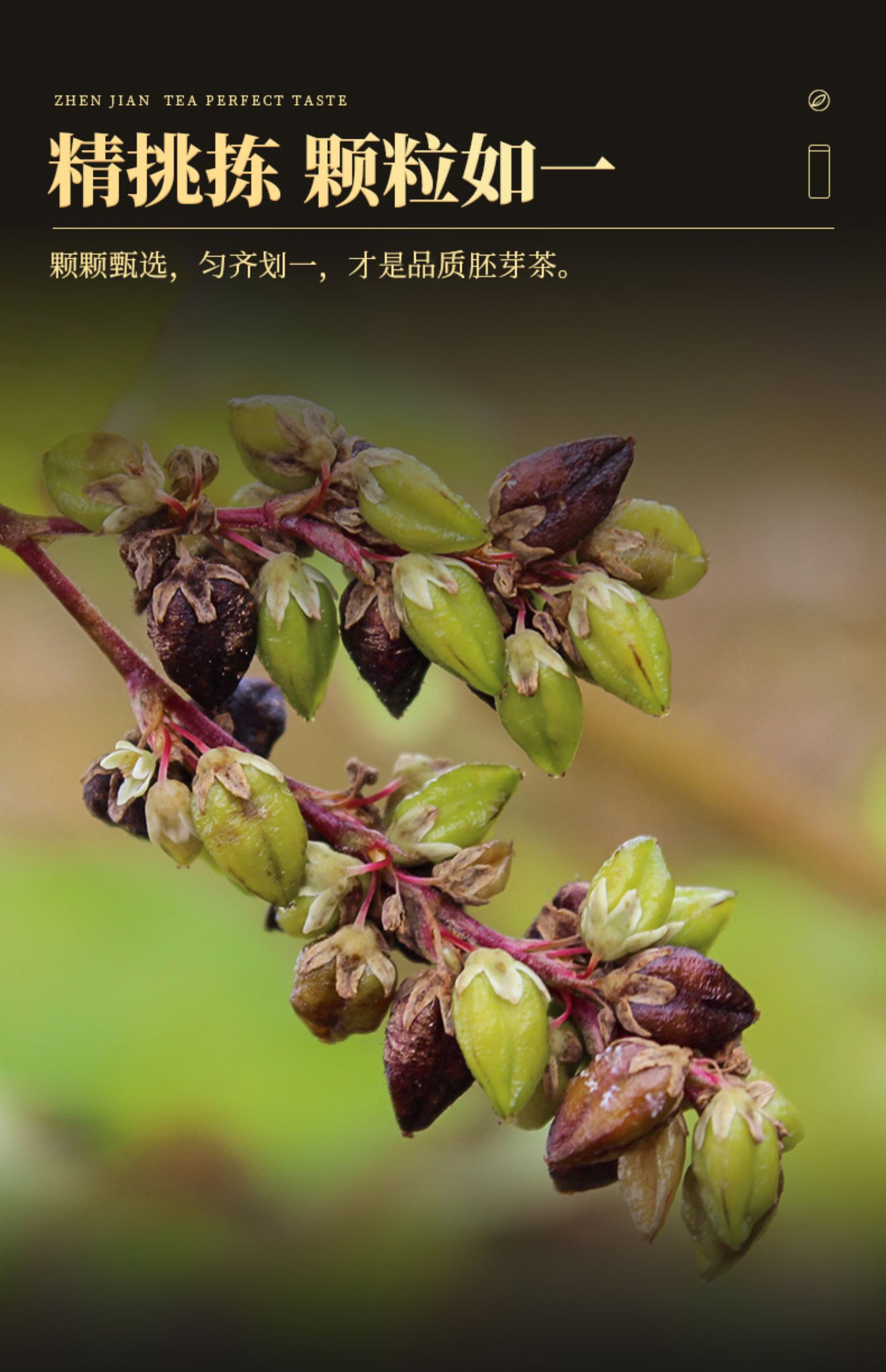 黑苦荞茶四川大凉山非特级苦荞茶全胚芽茶浓香型荞麦茶大麦茶