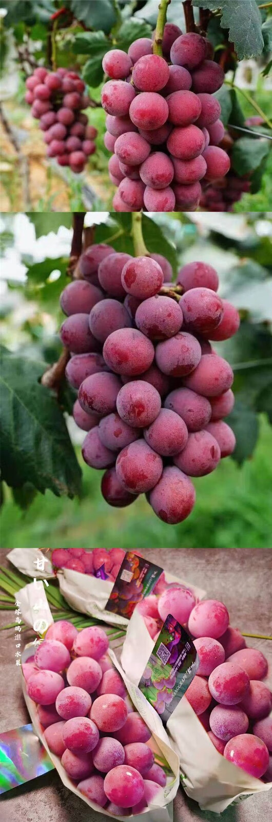 山寻山予日本妮娜皇后红晴王葡萄红宝石红提高端酒香应季时令新鲜水果
