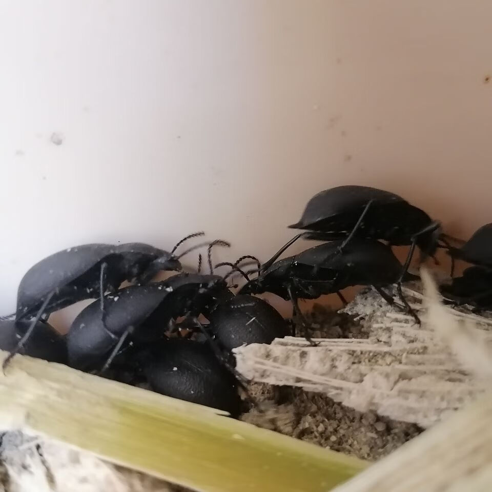 臭屁虫,琵琶虫活体(200只一单)第二天发货 臭屁虫,琵琶虫活体(200只一