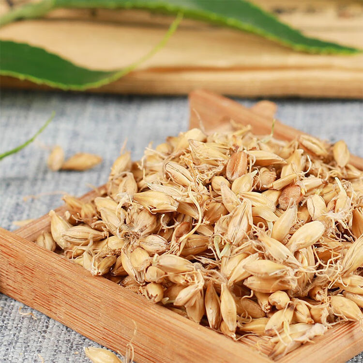 炒麦芽生麦芽水新货大麦芽茶自然无添加回奶断奶干麦芽泡煮水 官方