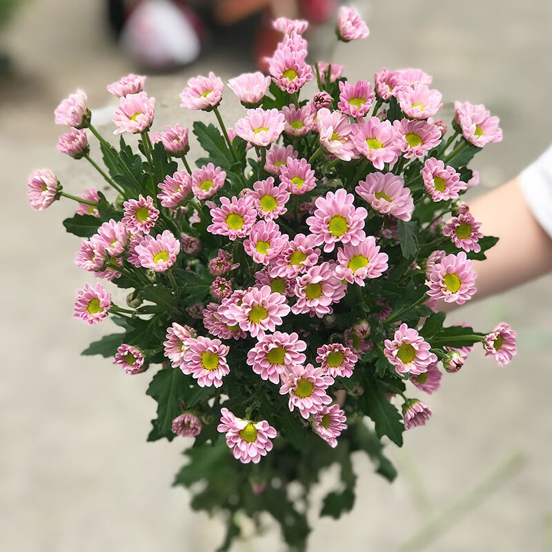 小雛菊洋甘菊鮮花雲南直髮直批鮮花花瓶插花水養鮮花花束 5支瑞白小