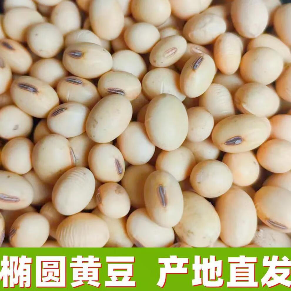 土黄豆椭圆农家自产笨豆大豆打豆浆豆汁做豆腐原料老品种 2500克/五斤