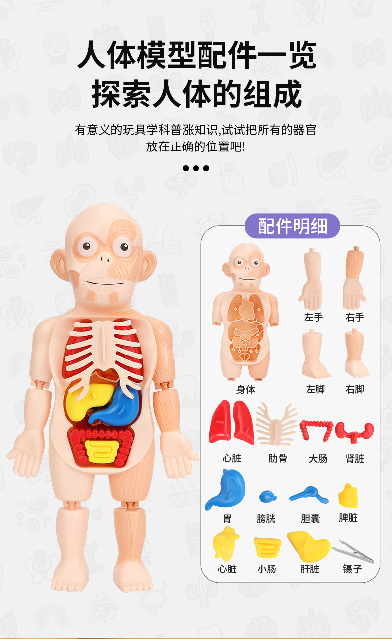 人体器官模型安装图片