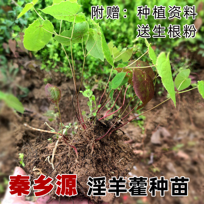 淫羊藿种子秦岭野生淫羊藿种苗淫羊藿根茎阳合叶仙灵脾三枝九叶草