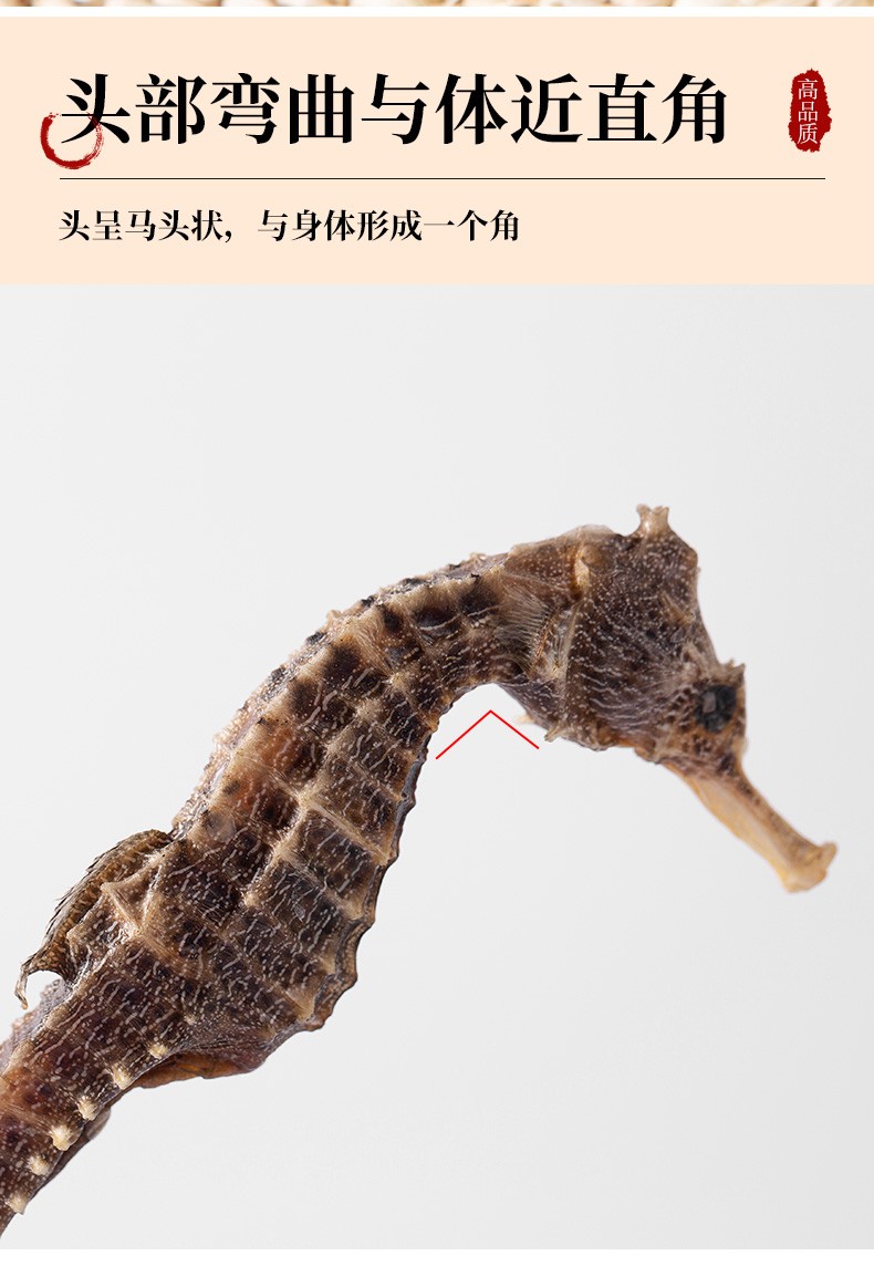 祁晓风海马药材大型海马公母一对干海马干货海龙药材组合泡酒药材12期