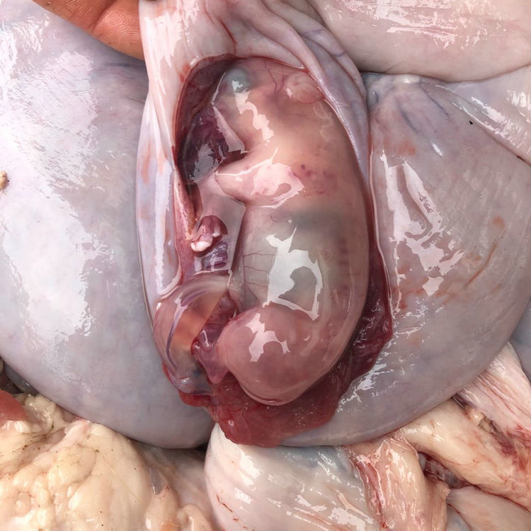 小乳猪小猪仔12斤整个完整小乳猪猪胎兽烤乳猪食材小猪崽整只去内脏