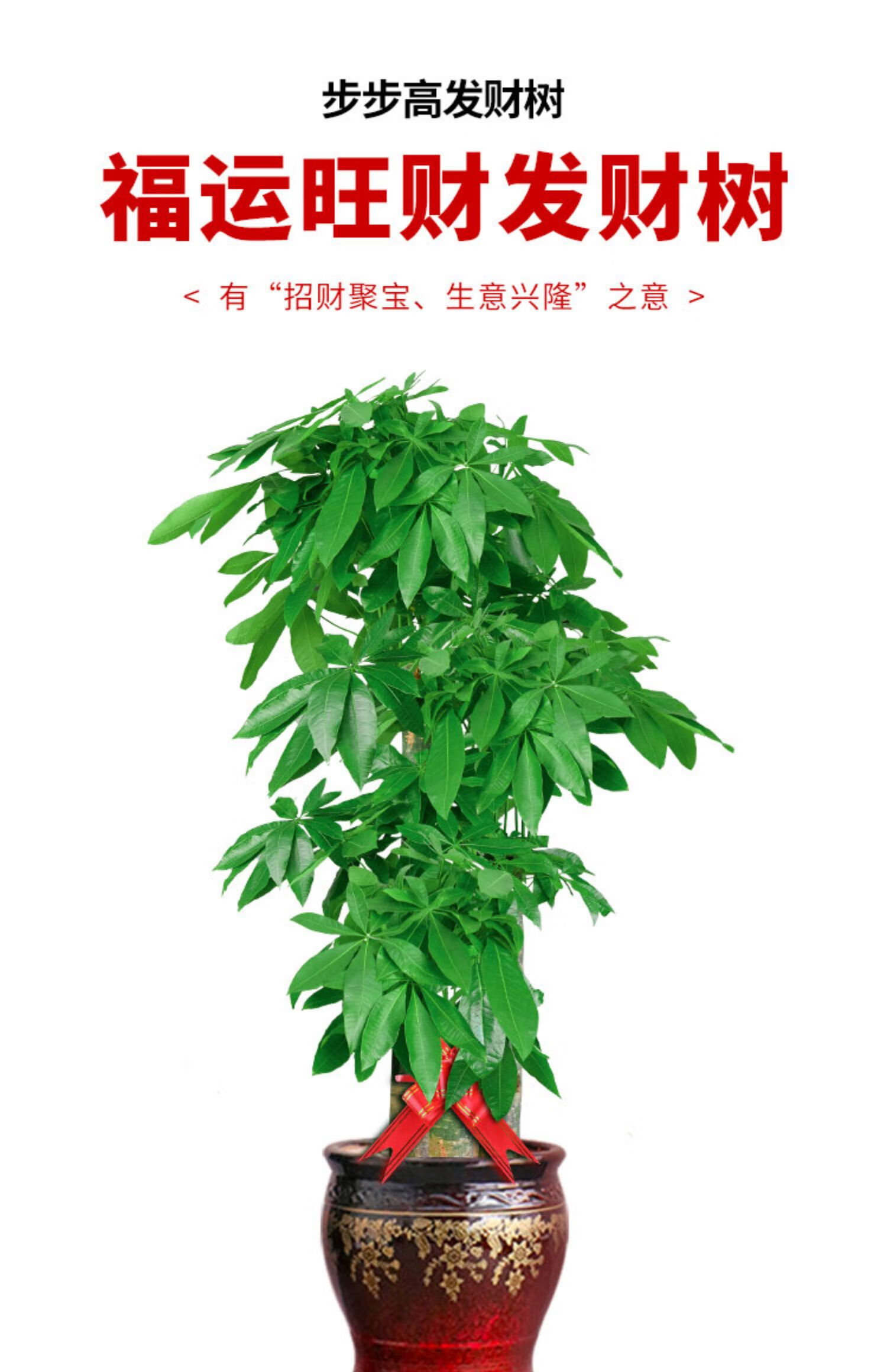 麦桑荷北京步步高发财树盆栽大室内绿植大型客厅大棵开业办公室禄植