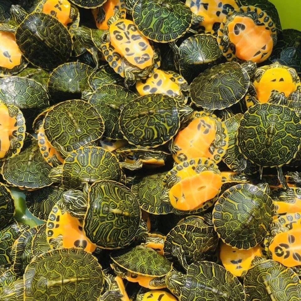 超红火焰龟苗头苗血红火焰小乌龟红腹宽纹火焰龟苗观赏龟 错甲随机发3