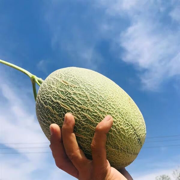 海南沙地晓蜜哈密瓜 网纹蜜瓜香瓜甜瓜 带箱9-10斤(实惠装)【图片 价