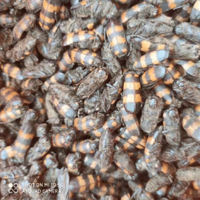 云南中药材斑毛蝥虫斑毛班虫精选大个10克中药材禁止内服只能外用250