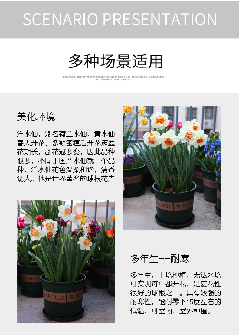 5颗洋水仙种球荷兰进口水仙花盆栽土培耐寒四季室内庭院花卉易活5颗球 洋水仙 马里斯规格 图片价格品牌报价 京东
