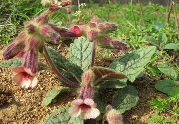 jd优选焦作新鲜生地黄根野生地黄地髓中药材怀庆府种子可榨汁500