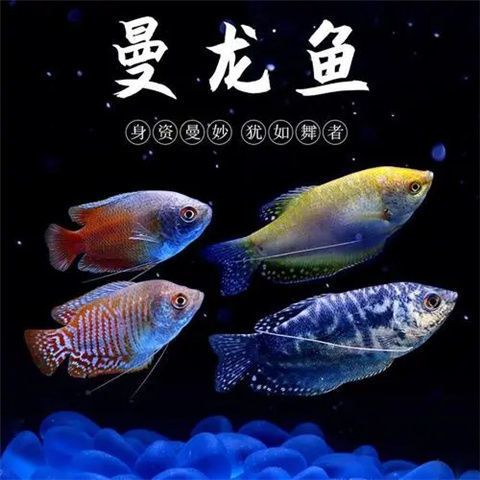 曼龙鱼蓝曼龙黄曼龙活体金鱼观赏鱼招财鱼不打氧新手可养淡水好养蓝黄