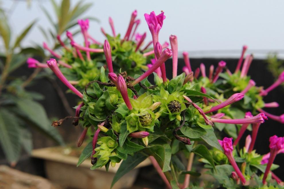 花卉種子茉莉花種子多年生木本白茉莉種子雙色紫色芳香濃郁大花茉莉20