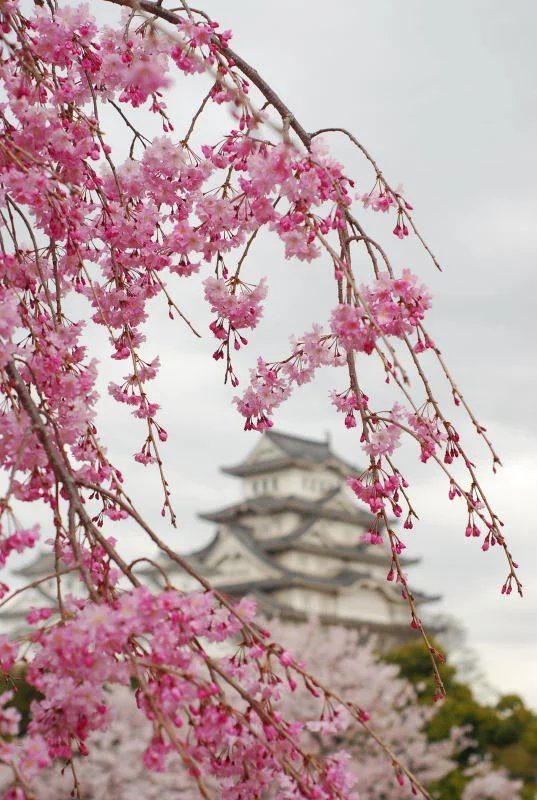 八重紅枝垂櫻樹正宗日本櫻花樹苗早櫻枝垂櫻可陽臺盆栽盆景庭院 江戶