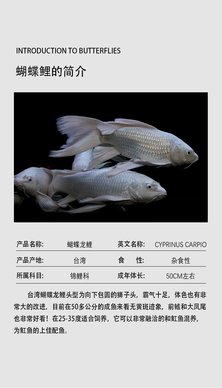正宗蝴蝶鲤白金龙凤锦鲤蝴蝶龙鲤鱼观赏鱼冷水鱼活体 【贵妃】3-4cm
