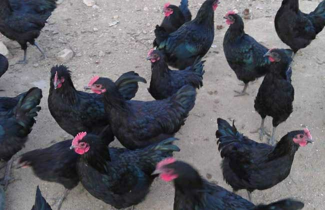 国产散养2年大黑鸡老母鸡)黑脚鸡土鸡笨鸡柴鸡月子鸡走地鸡跑山鸡整鸡