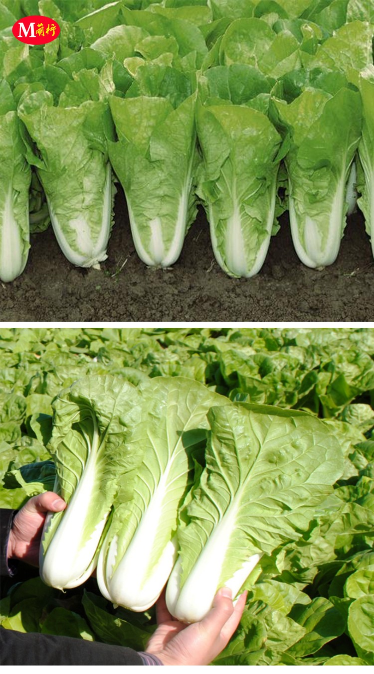 黄金快菜种子有机小白菜四季早熟菜籽夏季耐热阳台小菜园青菜种籽 真