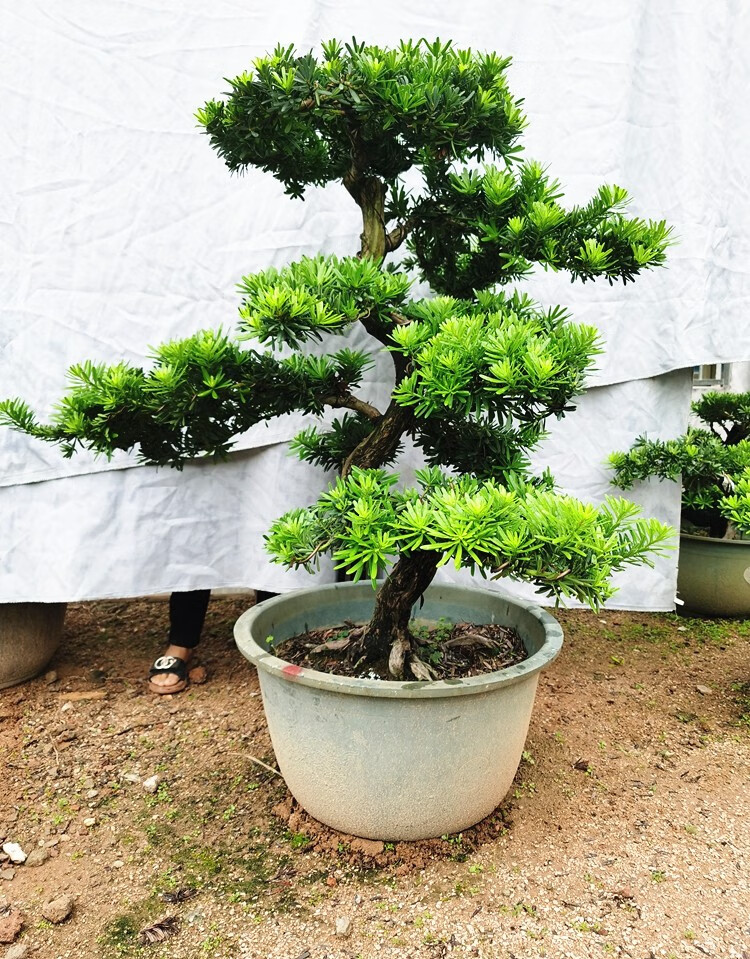 陶瓷盆罗汉松-迎客松 含盆【图片 价格 品牌 报价】-京东