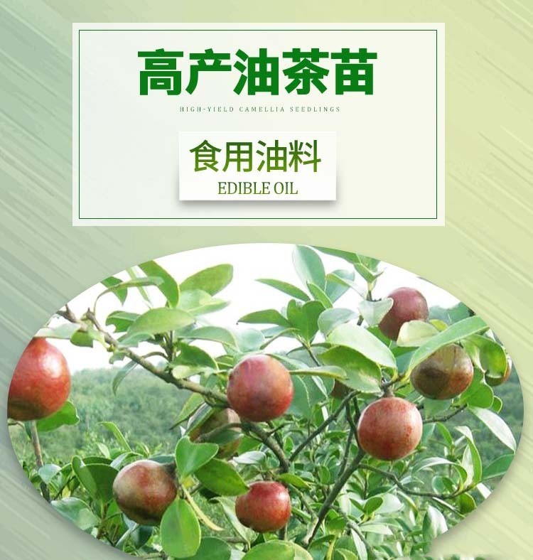 嫁接良种长林高产油茶苗茶油苗山茶油树苗茶籽油白花红皮大果高产嫁接