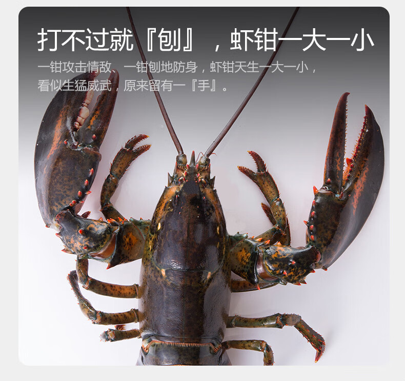 龙虾 龙虾波顿大龙虾特大波龙波斯海鲜水产大活虾450-550g【图片 价格