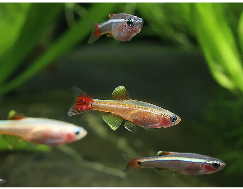 白云金丝鱼黄金丝鱼冷水活体小型原生鱼不加温观赏耐活包活红绿灯宝莲