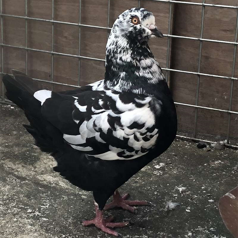 元宝鸽子种鸽幼鸽特大苗小鸽一对巨型大体型圆环摩登娜白色活体 红色