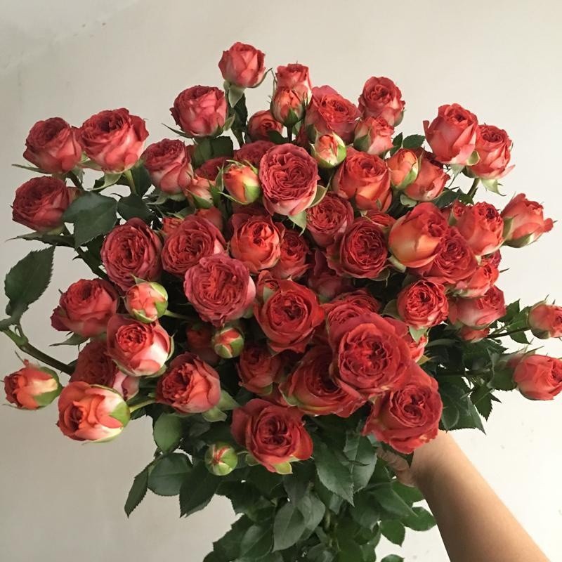 花仙知阳台微型月季玫瑰花大苗巧克力泡泡多头柑橘香味欧月庭院绿植