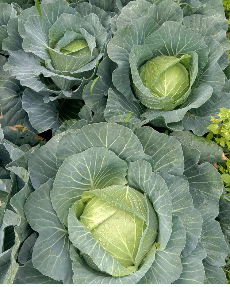 寿禾绿甘蓝种子包菜甘蓝苗春季冬季蔬菜种籽绿甘蓝苗10棵