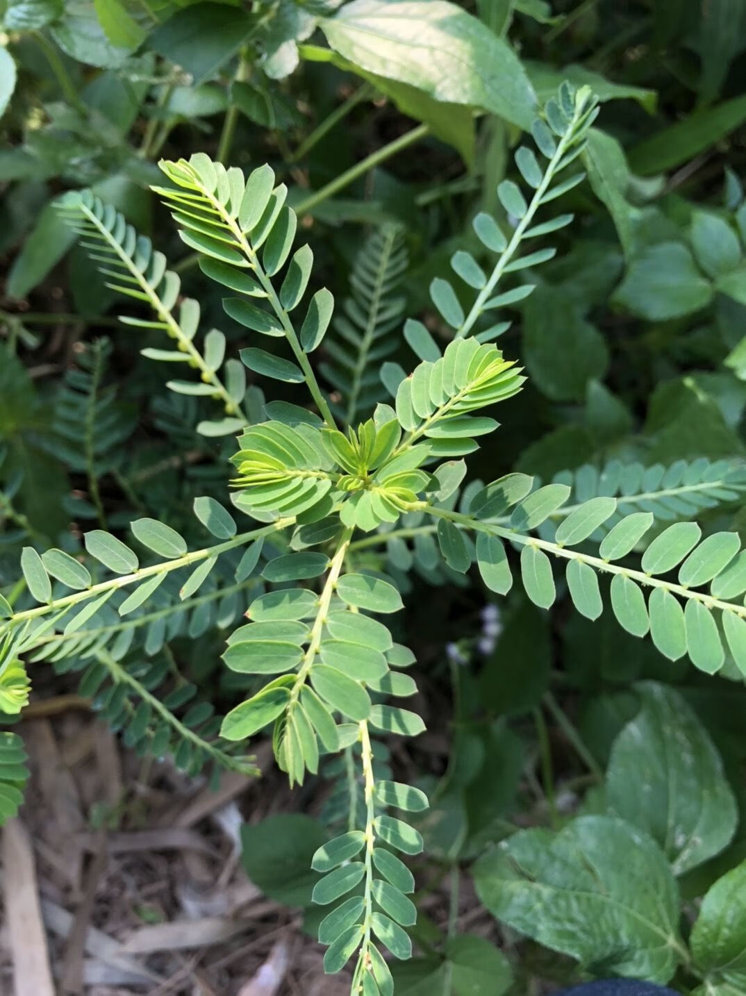 叶下珠500g现采鲜品珍珠草假油甘叶后珠夜合珍珠中草药材 叶下珠500g