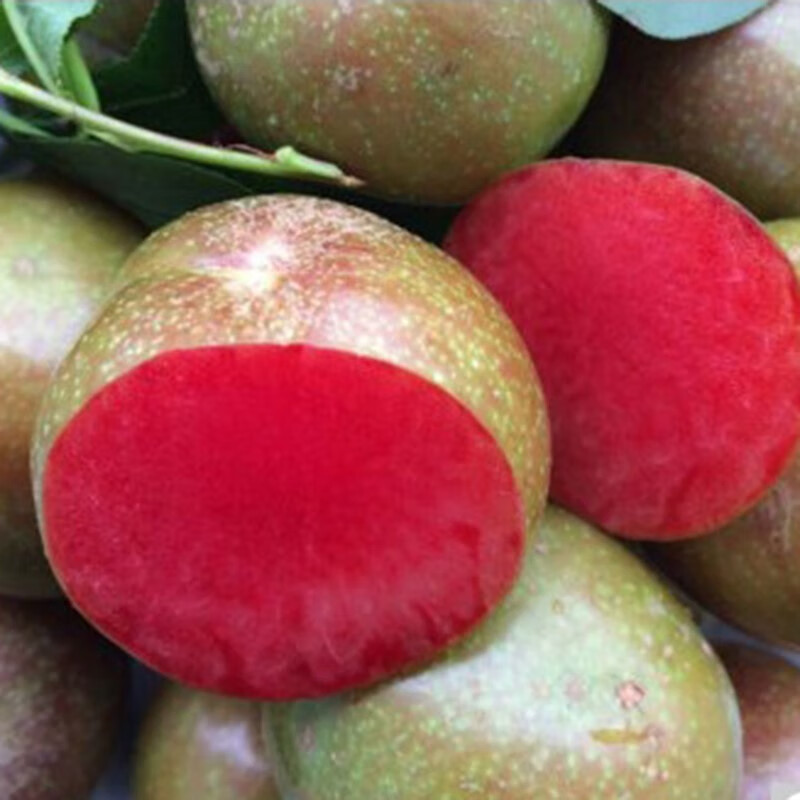 新品种特大果晚熟脆红李子苗嫁接李子树苗南北方种植四川无核红肉直径