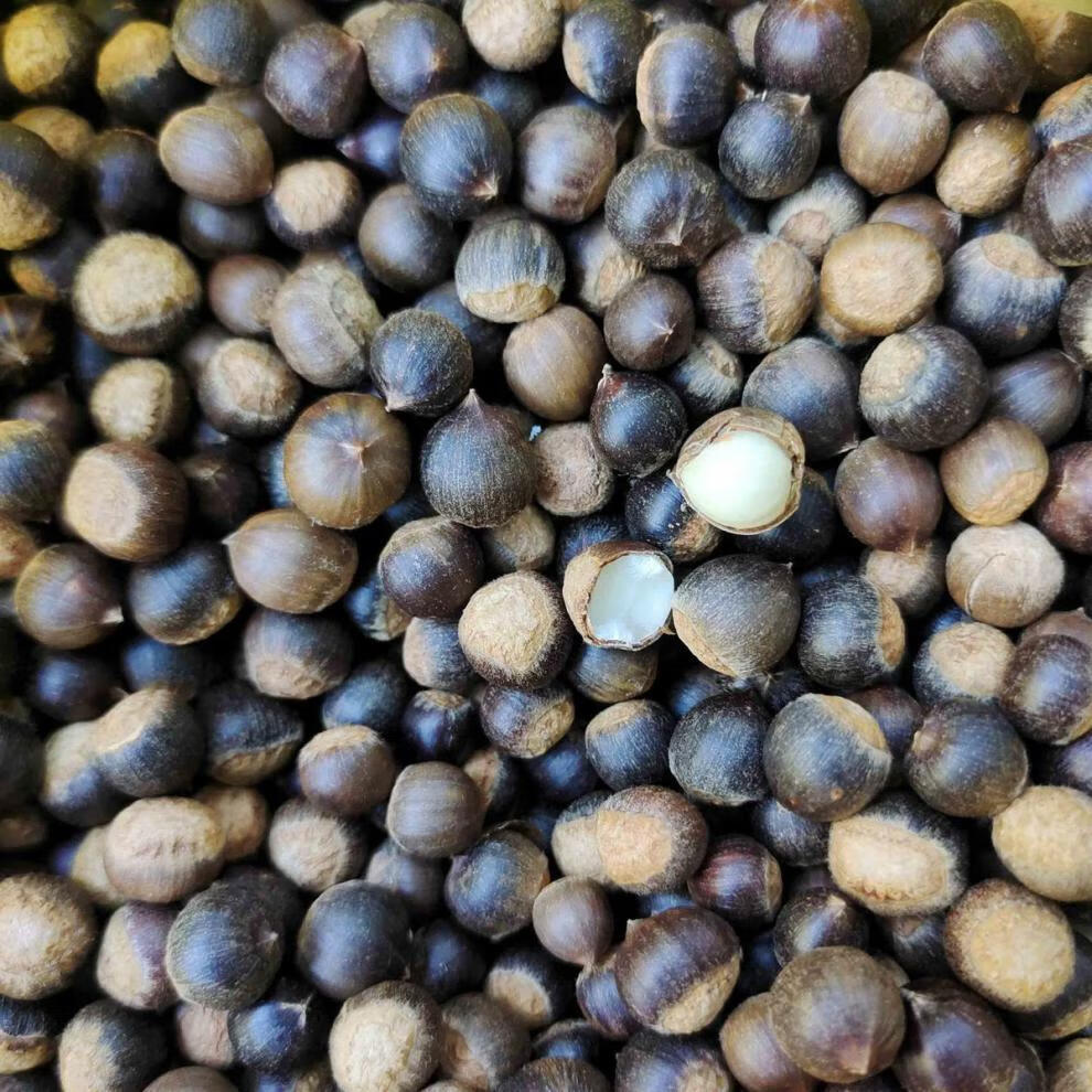 米锥栗子板栗小毛栗新鲜小板栗米椎栗榛子勾栗园子圆锥栗坚果 500克