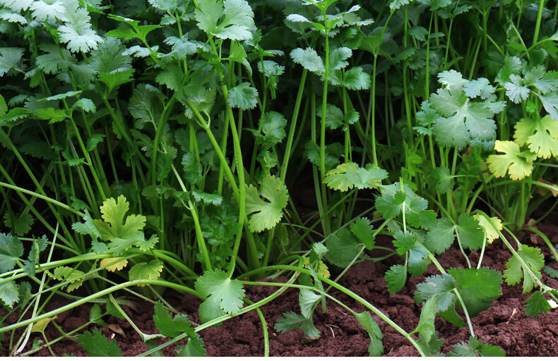 香菜芫荽胡荽盐荽香荽延荽满天星新鲜现摘1斤