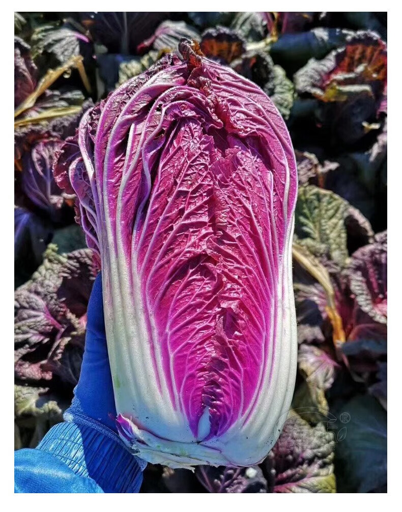 紫白菜种子四季紫色小红色娃娃菜秋季大蔬菜种籽白莱菜籽孑子菜种紫