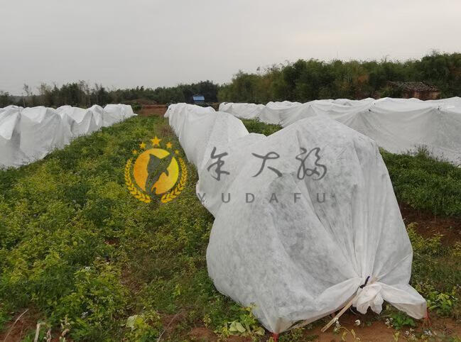 蔬菜果樹盆景茶園大棚防寒佈防凍佈防凍膜白色防雨雪防寒布冬季浩馳2