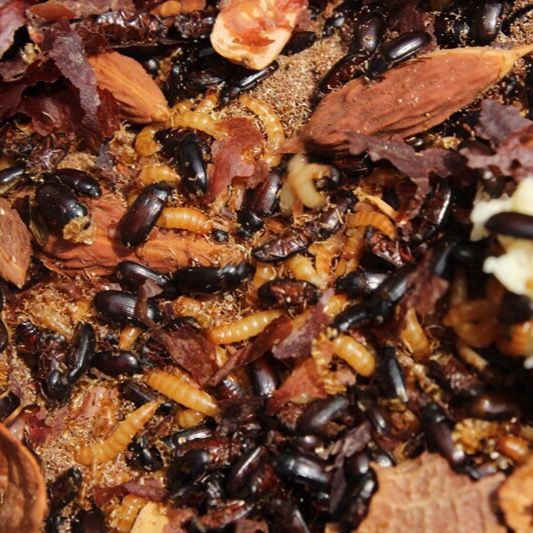 伟博九龙虫活体成虫类风湿药用虫洋虫 蜘蛛蚂蚁爬虫类食物 繁殖组 450