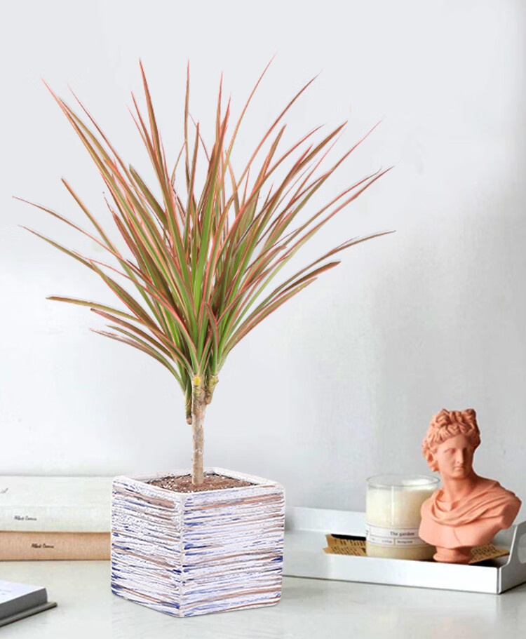 千年木植物水培七彩铁五彩室内办公室桌面马尾铁老桩盆栽千年木单棵