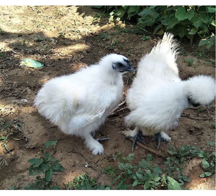 純種散養半大白鳳烏雞烏骨雞白毛竹絲五黑雞活體貴妃土雞蘆花雞半斤