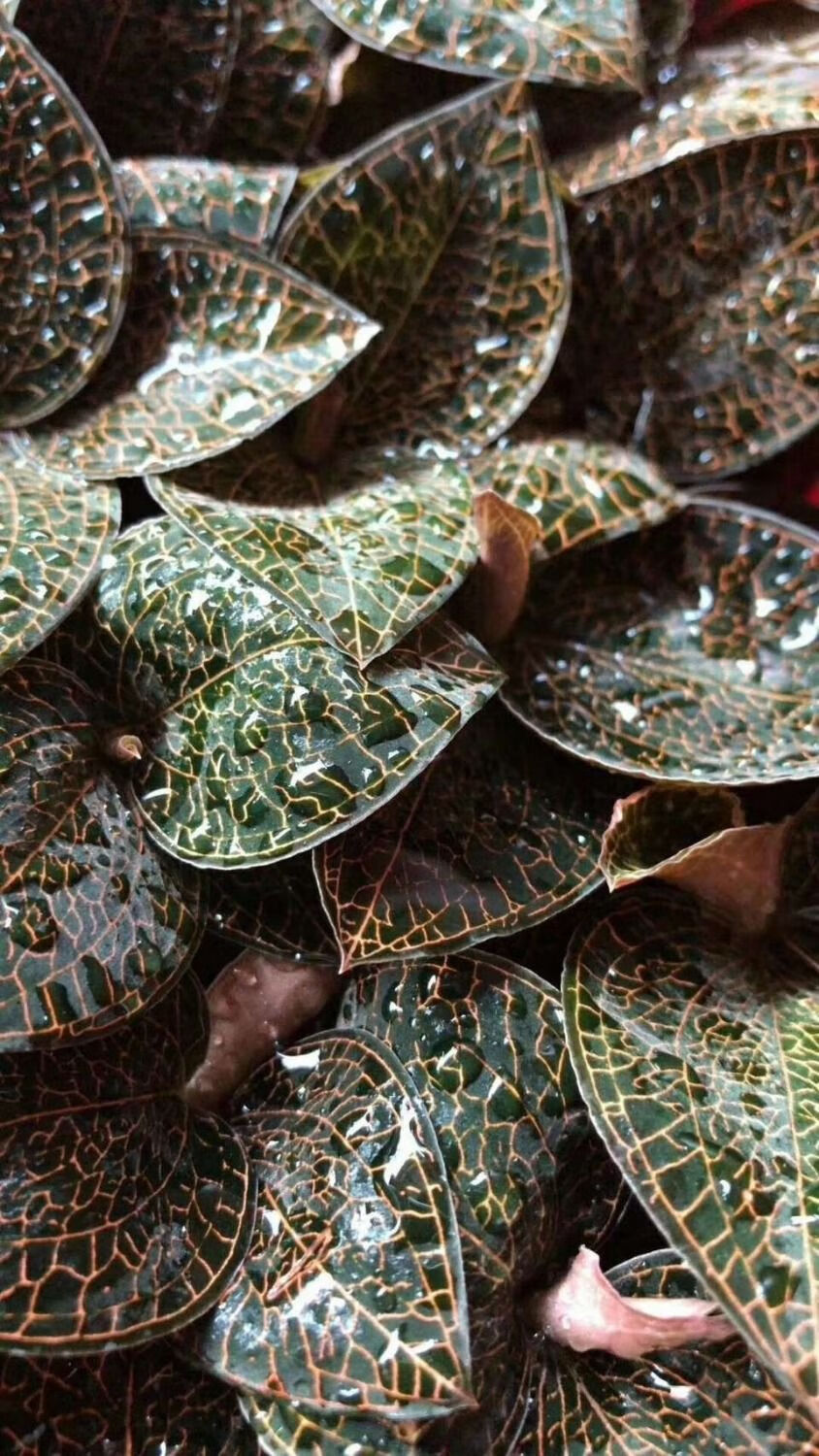 福建南靖本地金线莲野生新鲜种植物250g盒林下新鲜采摘礼盒包装盒