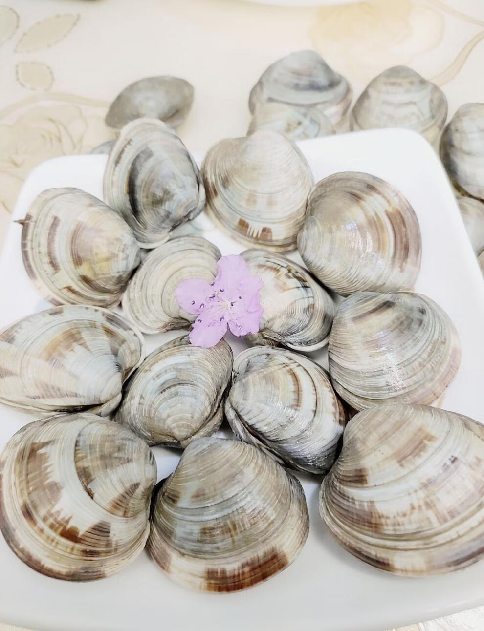 鲜活大蛤蜊铁蛤文蛤美贝四不像活海鲜连云港海鲜到家包活坏单包赔 10