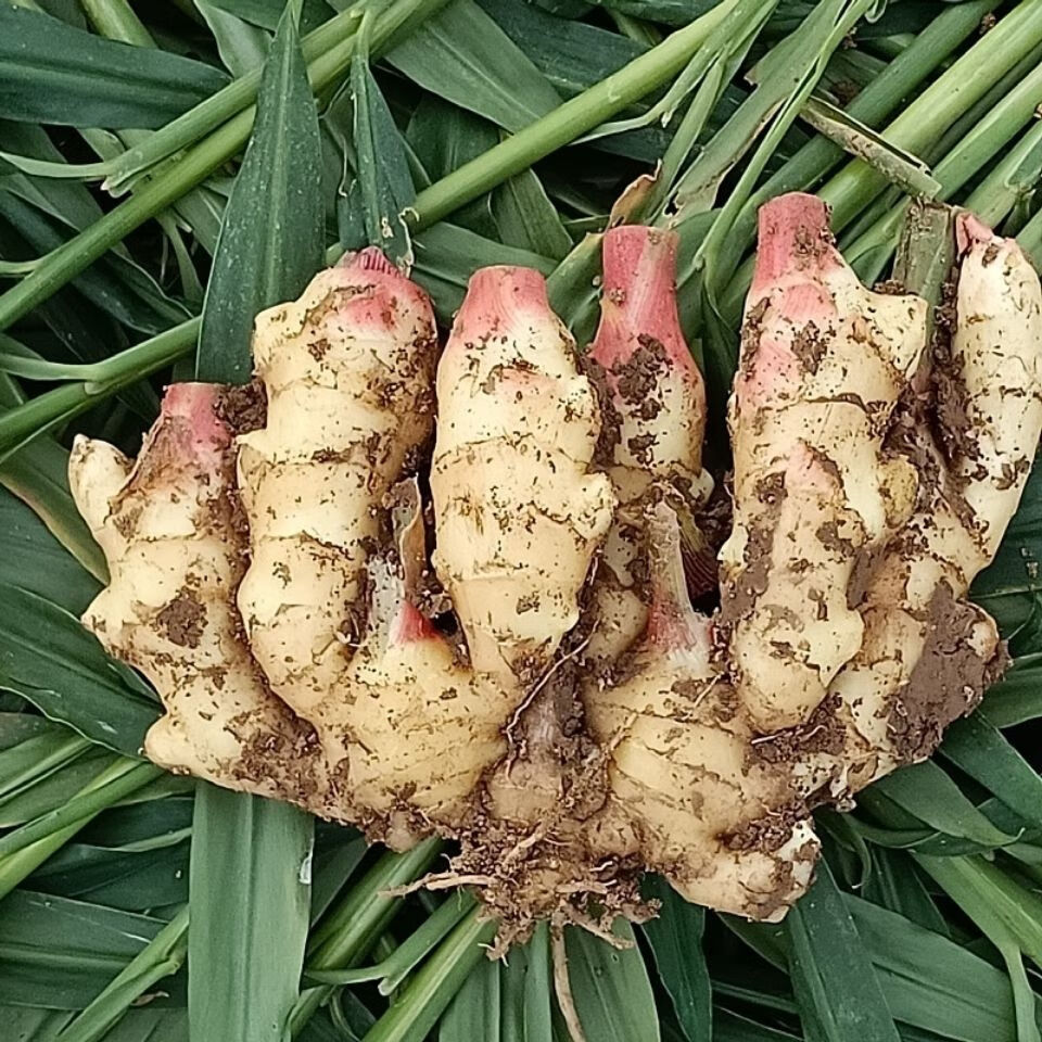 现挖现发新鲜嫩姜姜仔生姜红芽姜农家自种做泡糖醋姜5斤精品大块姜现