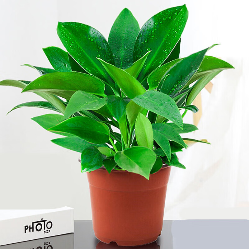 大叶金钻盆栽室内大型客厅绿公主植物绿植z55060厘米高大盆红钻黑白